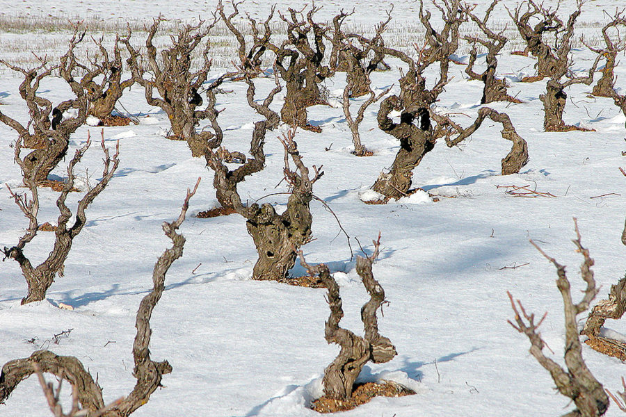 Bodegas y Viñedos del Linaje Garsea