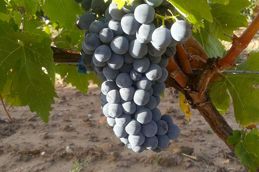 Bodegas y Viñedos del Linaje Garsea
