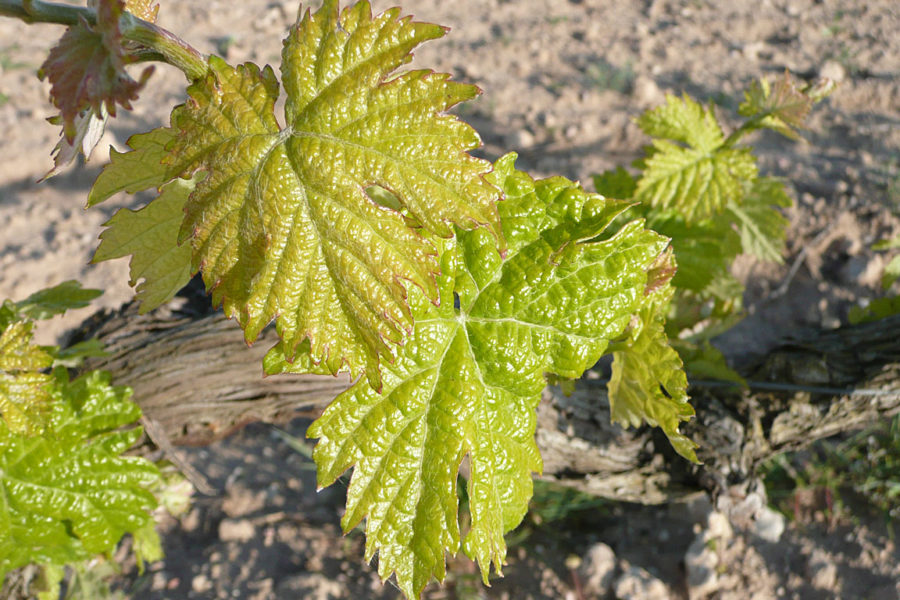Bodegas y Viñedos del Linaje Garsea