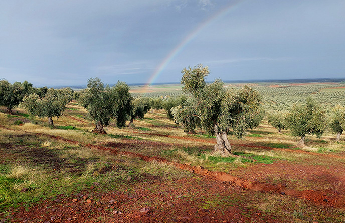 Sitena aceite, finca
