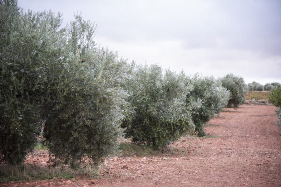 Almazara la Senda