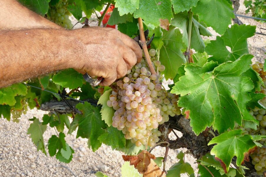 Cava Gatell